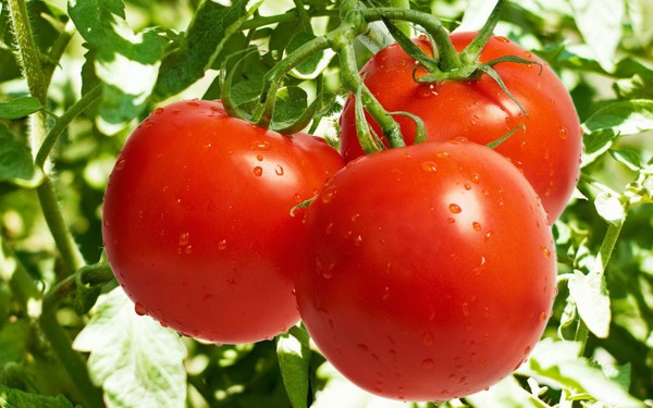 Cara Tanam Tomato - Women Online Magazine