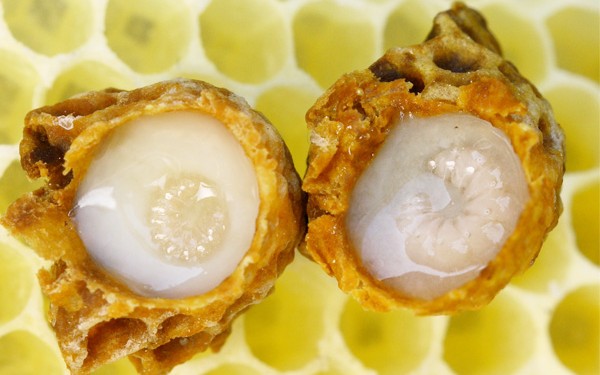 Khasiat Royal Jelly - Women Online Magazine