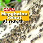 7 Cara Menghalau Semut Tanpa Stres