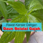 Rawat Kanser Dengan Daun Belalai Gajah