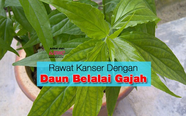 daun belalai gajah - women online magazine