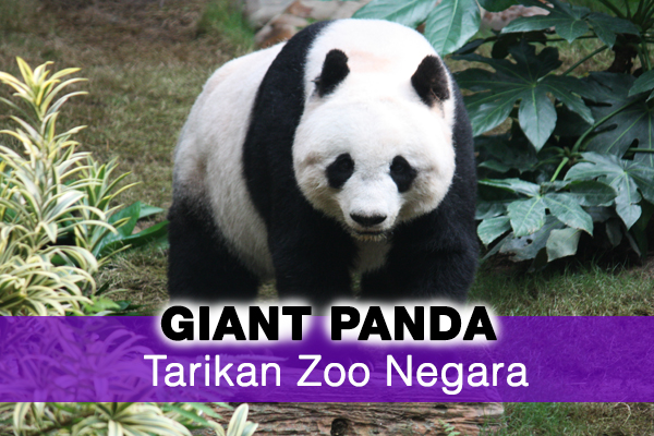 giant panda tarikan zoo negara - women online magazine