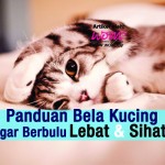 Panduan Bela Kucing Agar Berbulu Lebat & Sihat