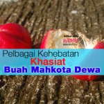 Pelbagai Kehebatan Khasiat Buah Mahkota Dewa