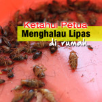 Ketahui Petua Menghalau Lipas Di Rumah