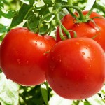 5 Cara Tanam Tomato Supaya Senang Hidup