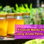 Khasiat Madu Kelulut Yang Perlu Anda Tahu