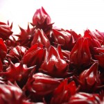  “Roselle” Kurangkan Kolestrol Berlebihan Dalam Badan & Jadi Penawar Migraine