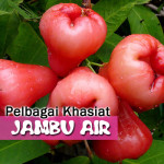 4 Khasiat Jambu Air